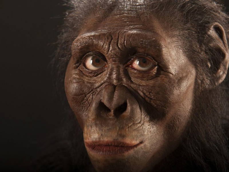 Lucy (australopitheque)